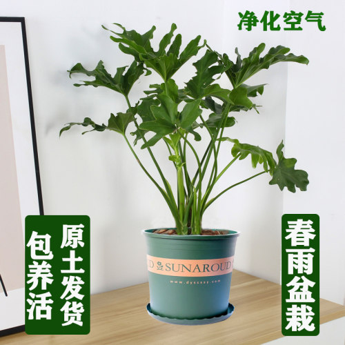 春雨绿植盆栽花卉植物室内易养活龟背竹水培绿植观叶室内阳台客厅