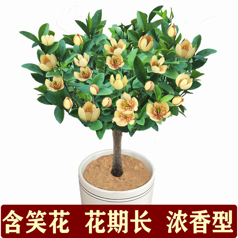 盆栽含笑花树苗四季花卉开花浓香型含笑花庭院阳台室内植物观花香