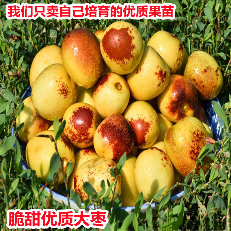 石榴树树苗突尼斯软籽脆甜柿子沾化冬枣波姬红无花果打木架发货