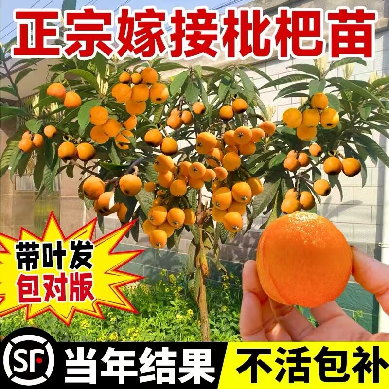 枇杷苗树盆栽嫁接果苗大果南北方庭院耐寒四季水果苗琵琶无核批把图片