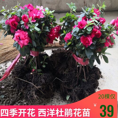 四季开花西洋杜鹃花苗比利时室内盆栽花卉植物庭院花坛工程绿化苗