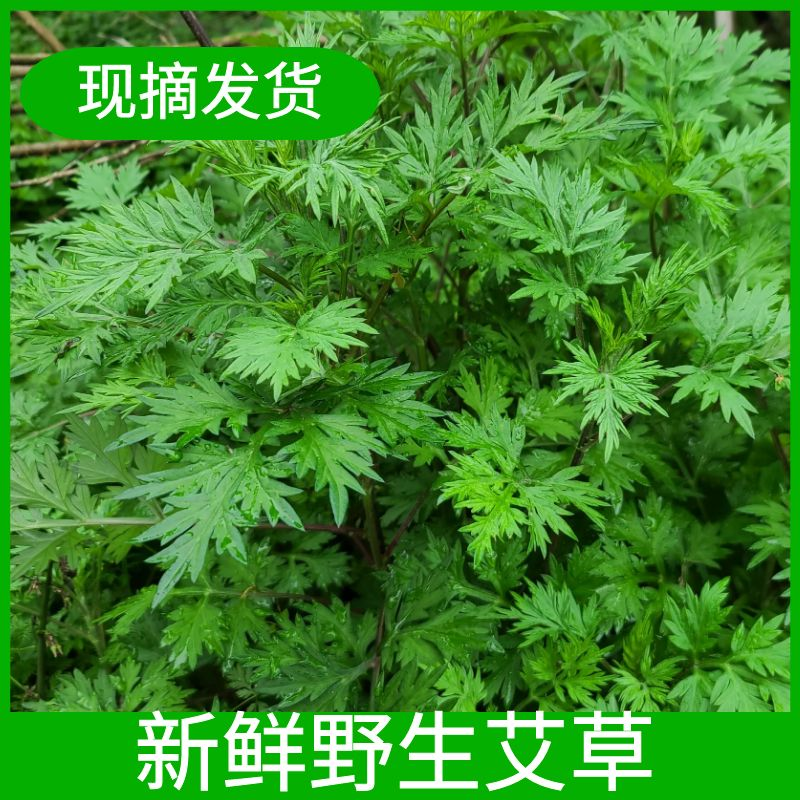 广西艾叶草新鲜采摘野生小叶艾草制作青团糍粑食用野菜