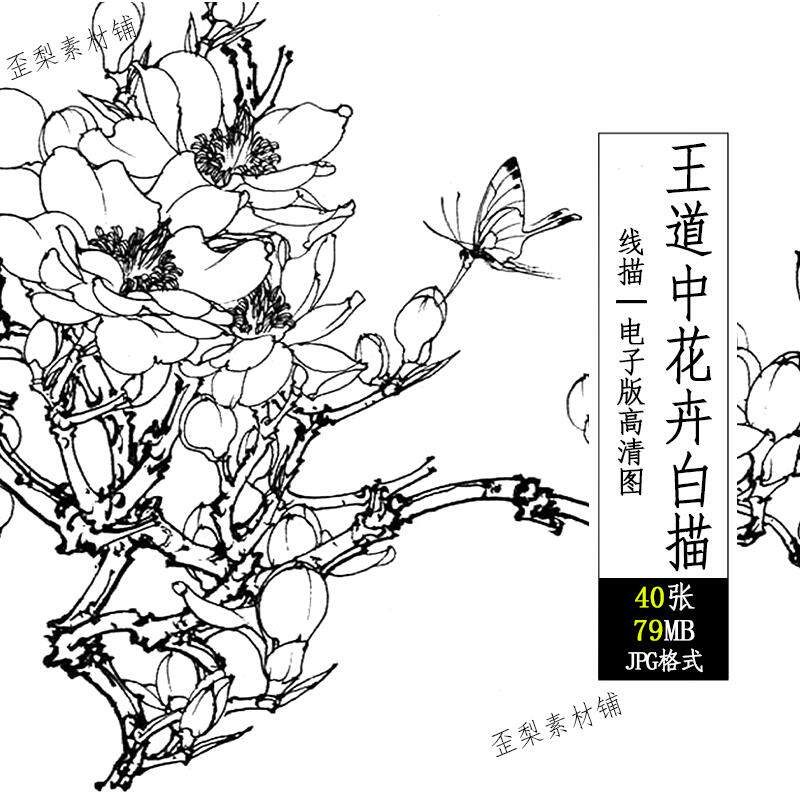 王道中花卉白描线描图集蝴蝶昆虫鲜花线稿工笔画国画高清电子图片