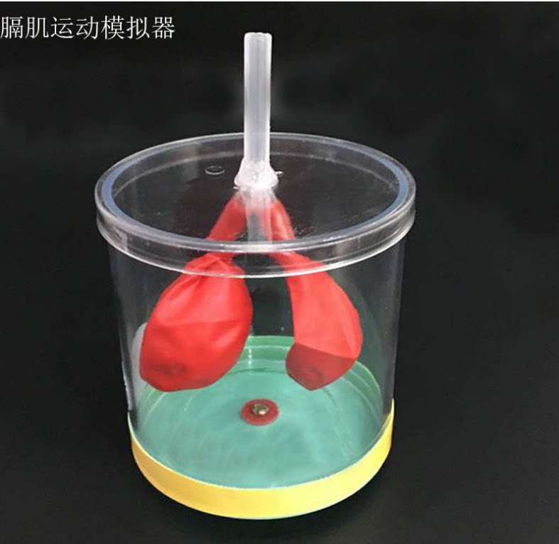 膈肌运动模拟器 j33225 中学生物实验器材模型 初中高中 教学仪器