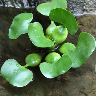 水葫芦 凤眼莲 水生植物养龟养鱼水芙蓉鱼缸水草浮萍水质净化造景