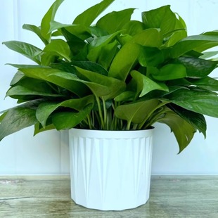 180 绿萝盆栽室内净化空气绿植花卉