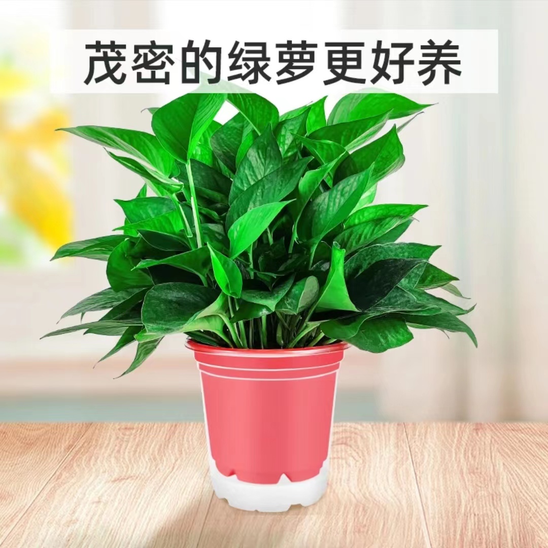高脚红盆绿萝高端大气净化空气基地直发可长藤绿萝