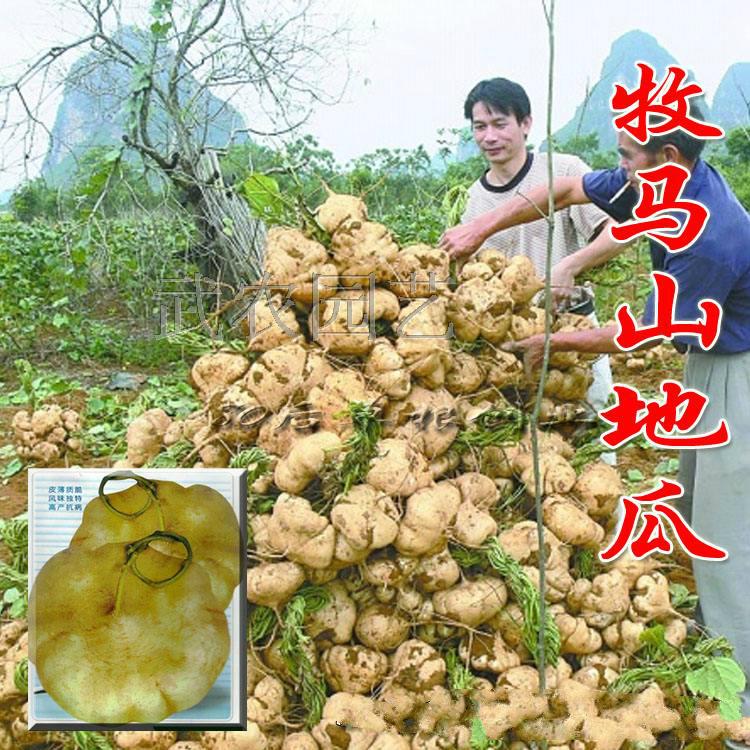 ÄÁÂíɽµØ¹ÏÖÖ×Ó Ë®¹ûµØ¹Ï ɳ¸ðÁ¹ÊíÍÁ¹Ï´àÌð¿É¿Ú