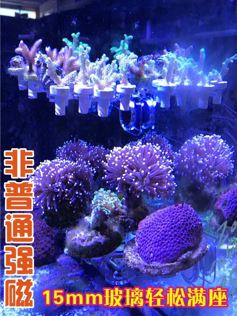 亚克力海水海缸养殖珊瑚断枝肢纽扣皮革架磁吸磁石强磁款不带基座