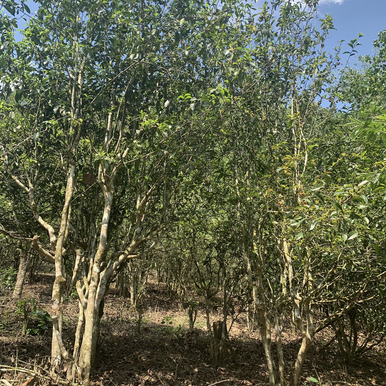 精品茶叶2024年高杆桃花地50g普洱生茶试喝装原生老品种古树茶