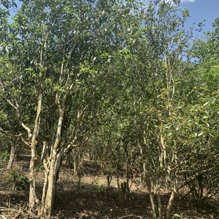 精品茶叶2024年高杆桃花地50g普洱生茶试喝装原生老品种古树茶