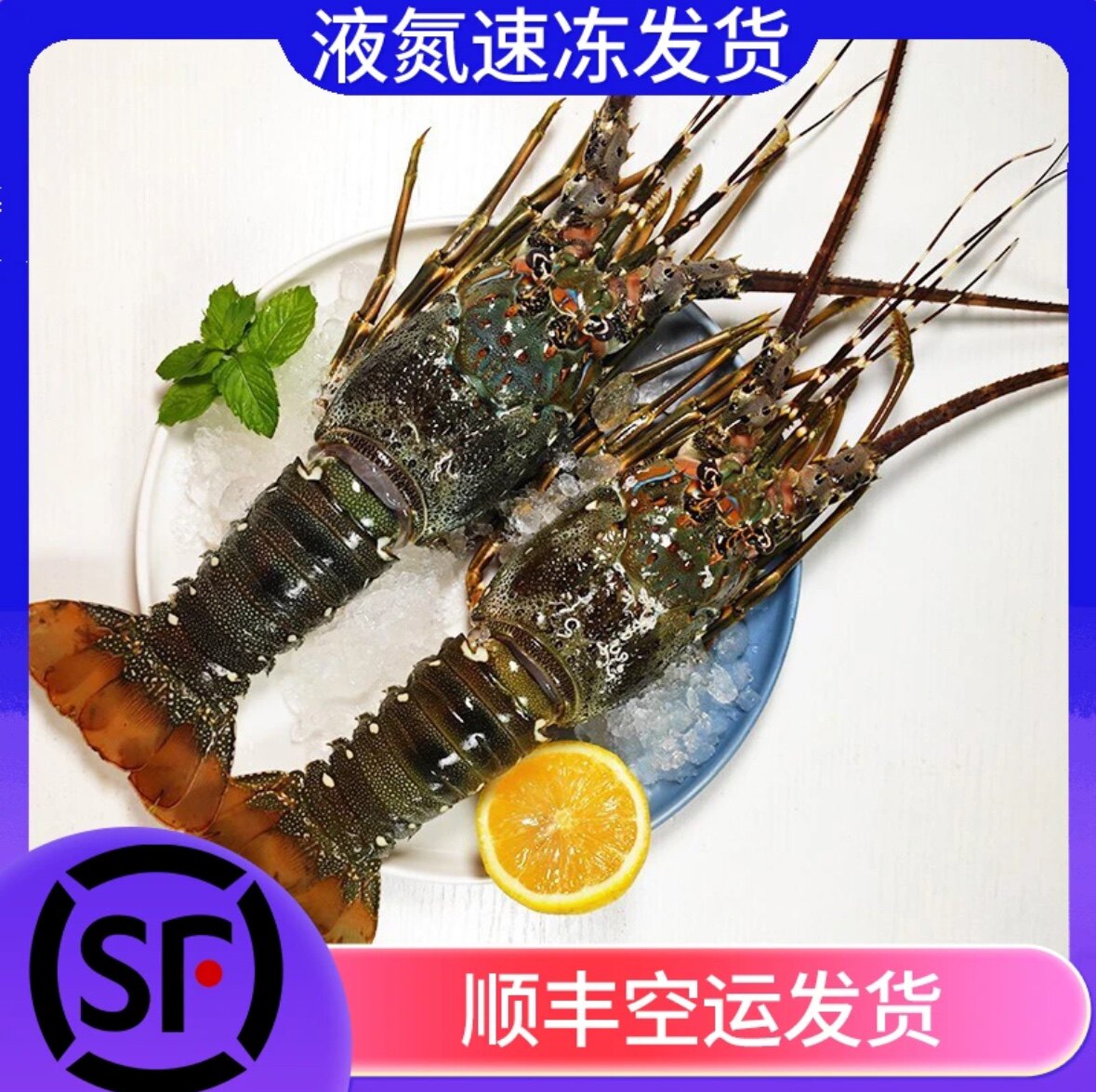 东山岛新鲜小青龙虾冷链发货