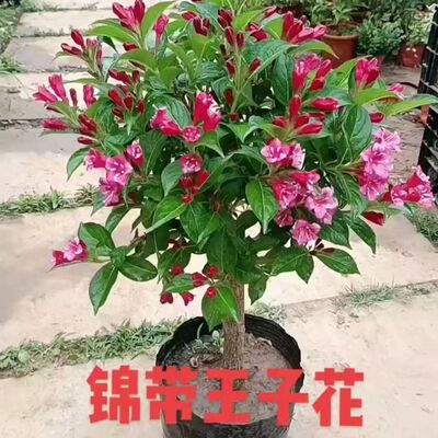 红王子锦带花苗五彩锦带花树盆栽别墅庭院耐寒绿化风景树四季开花