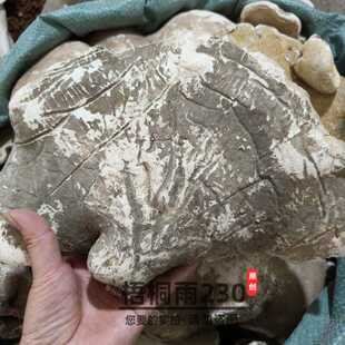 野生白灵芝 白玉灵芝 中药材1000克 1公斤大个白灵芝