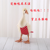 百变宠衣宠物柯尔鸭尿不湿 用品 鸭子衣服鸡屎纸尿布鹅鸭子尿片裤