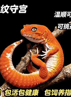 豹纹守宫新手入门蜥蜴宠物活物可爱宠物温顺好养无毒可上手小火龙