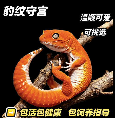豹纹守宫新手入门蜥蜴宠物活物可爱宠物温顺好养无毒可上手小火龙