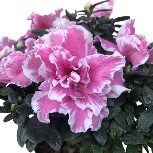 桃雪杜鹃花带开花带花苞发货