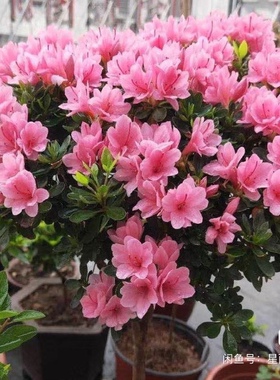 东洋鹃粉腊皮杜鹃花开套瓣粉色小朵花原盆原土无开花树苗发货