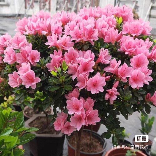 东洋鹃粉腊皮杜鹃花开套瓣粉色小朵花原盆原土无开花树苗发货