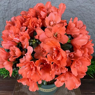 西洋鹃系列胭脂红杜鹃花带满树花苞带开花原盆原土发货