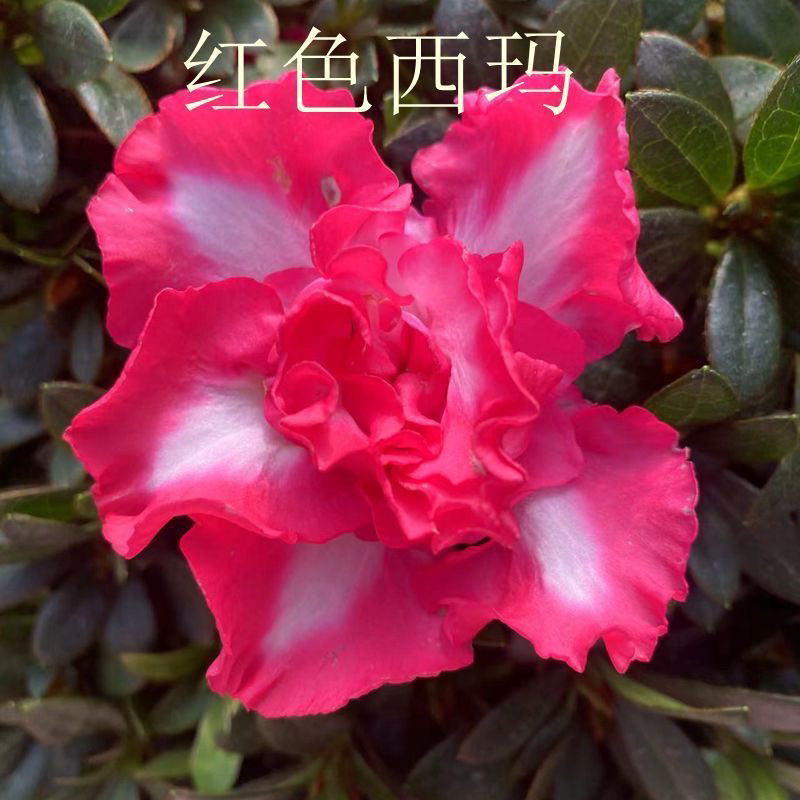 红西玛杜鹃花一年四季开冠幅42含盆高48公分原盆原土发货,鲜花速递/花卉仿真/绿植园艺,时令草本花卉,淘宝优惠券,粉丝福利购,淘宝优惠卷