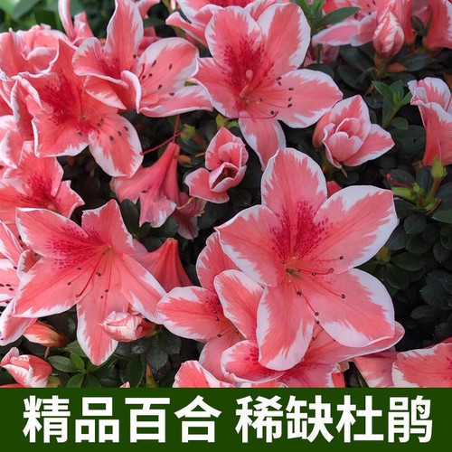 杜鹃花精品带花苞发货冠幅33公分含盆高36公分