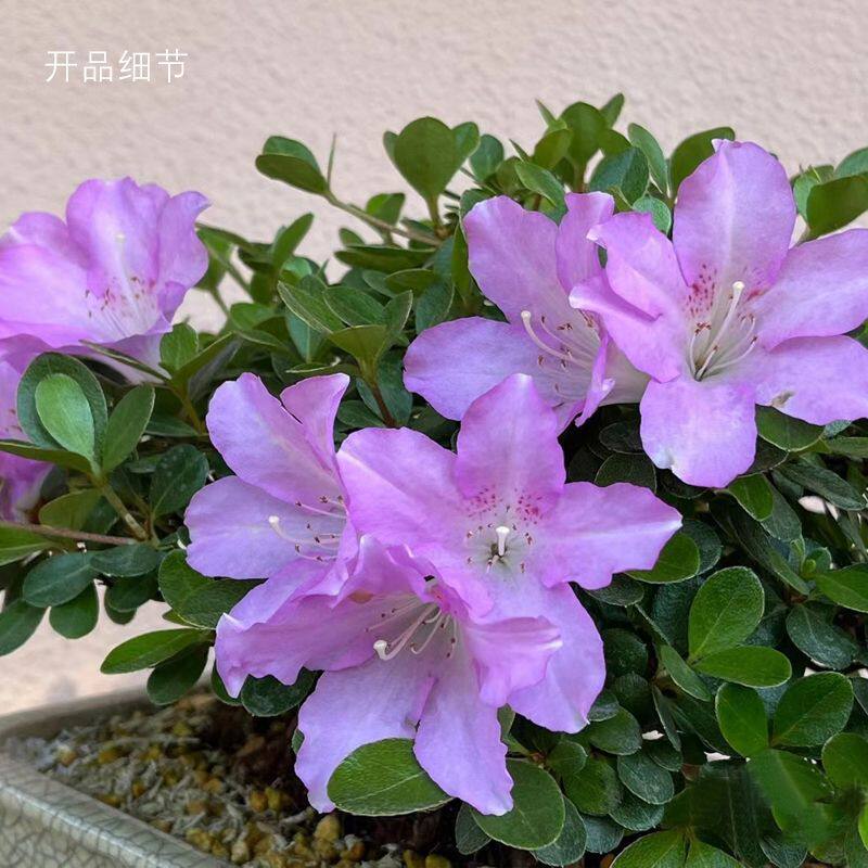 日本杜鹃花熏风盆栽植物室内客厅阳台常青绿植花卉