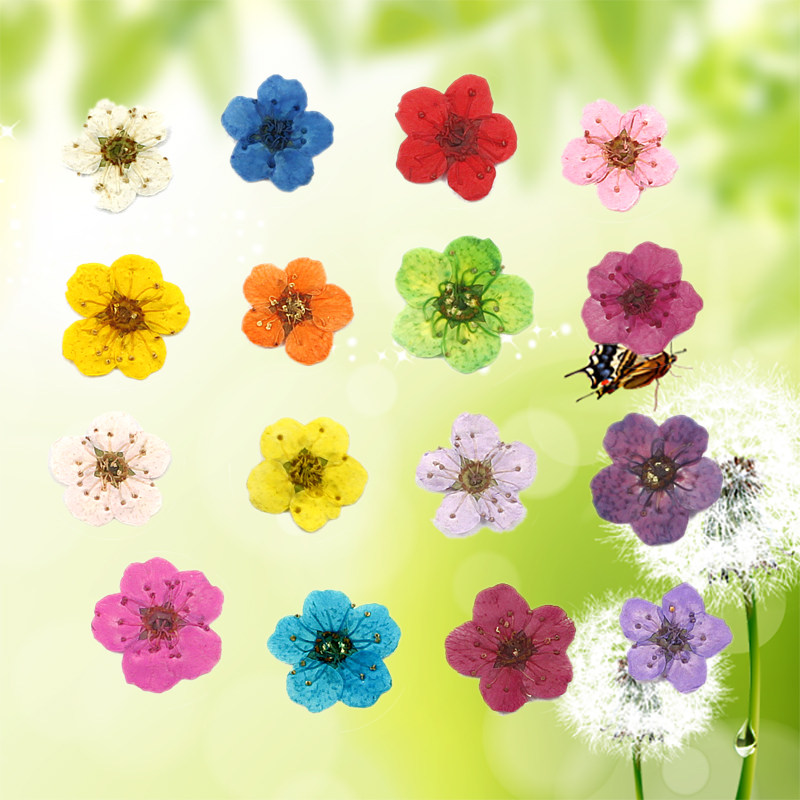 小梅花水仙花真花押压花干花滴胶手机壳吊坠手链手工diy饰品材料