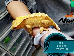 睫角守宫莉莉白守宫盖勾亚守宫R属活体宠物萌宠非保育类 蓝天水族