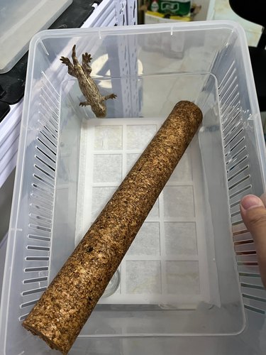 软木攀爬棒 爬宠