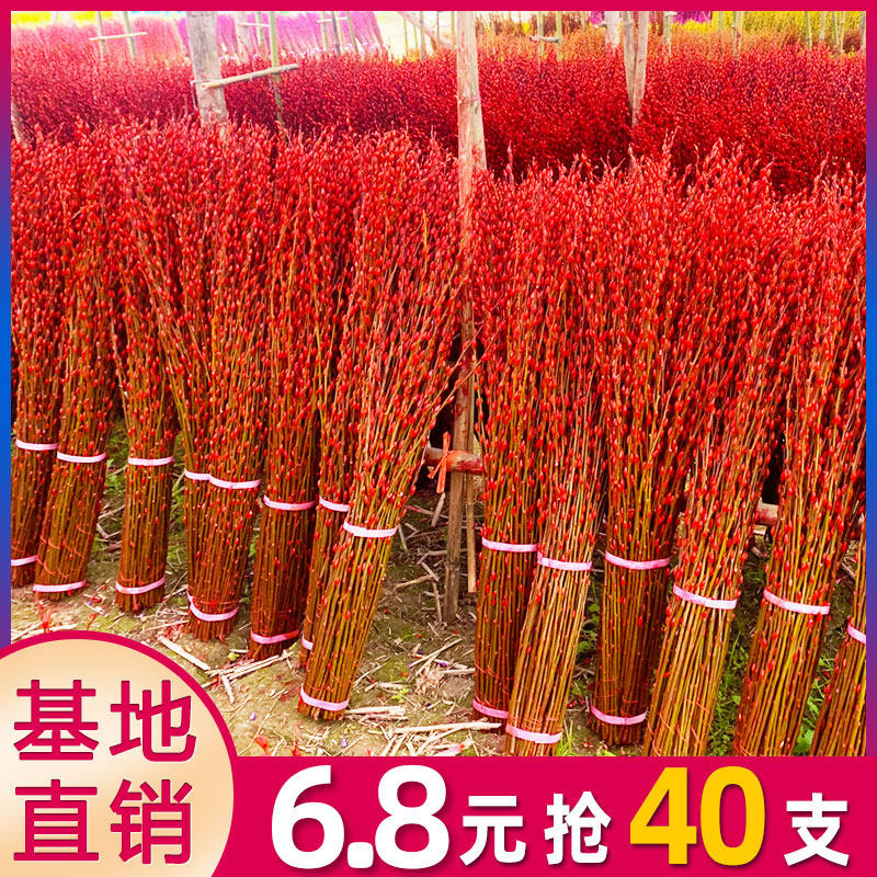 银柳真花鲜枝新年宵花卉盆栽红色干花福桶室内绿植物喜庆腊梅鲜花,鲜花速递/花卉仿真/绿植园艺,时令草本花卉,淘宝优惠券,粉丝福利购,淘宝优惠卷