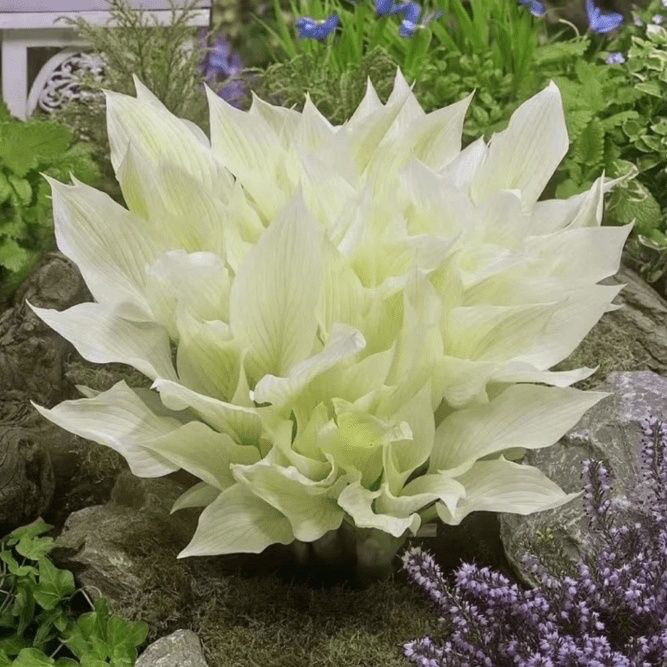 白羽玉簪奶白色火焰岛彩叶花卉绿植耐寒耐阴花园花境地被混搭C位