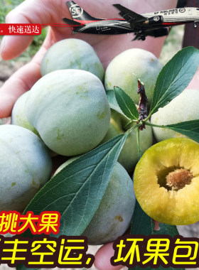 顺丰空运重庆分水青脆李