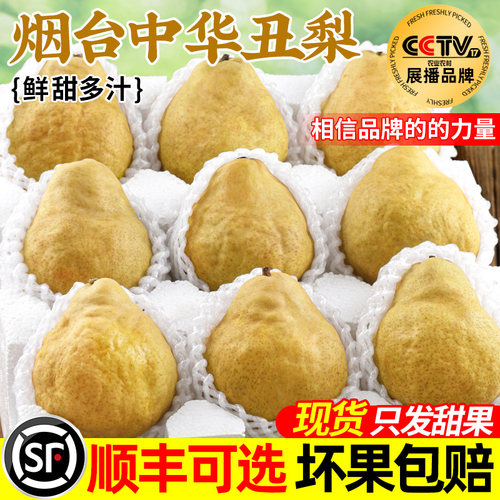 【2025新果】烟台中华丑梨5斤