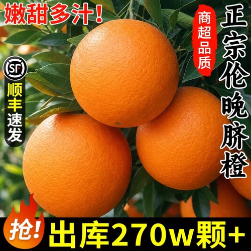 树上熟！正宗伦晚脐橙！香甜多汁