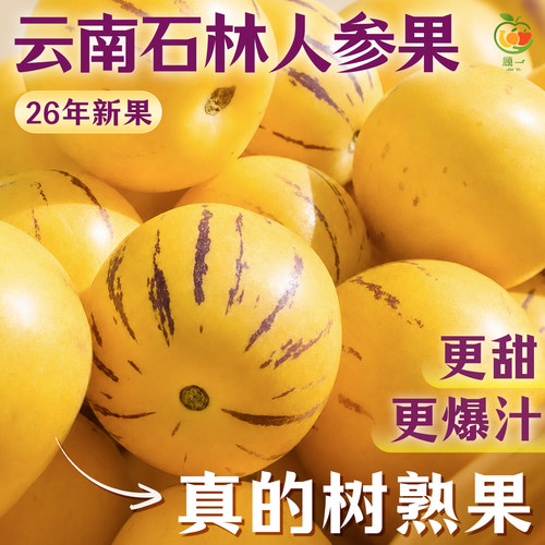 树上熟人参果新茬鲜果