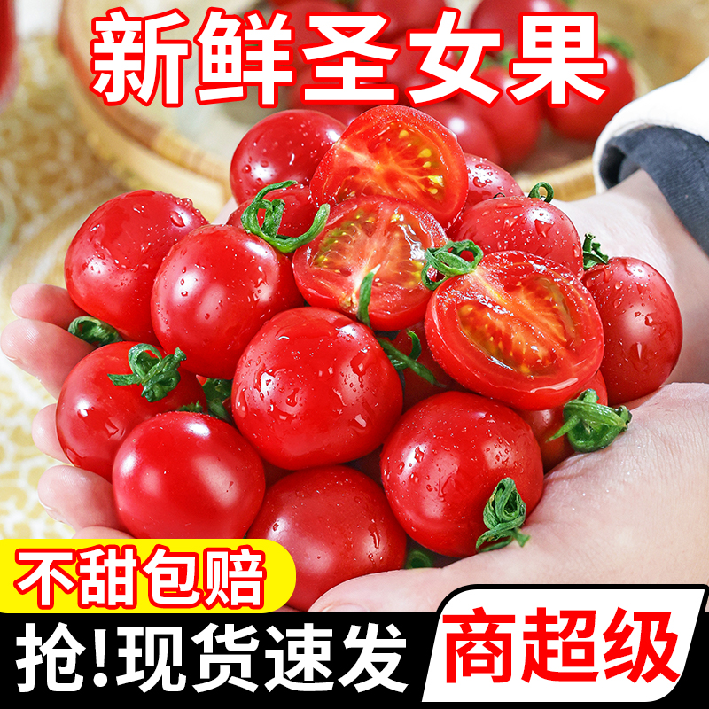 新鲜圣女果丨现摘现发果园直达