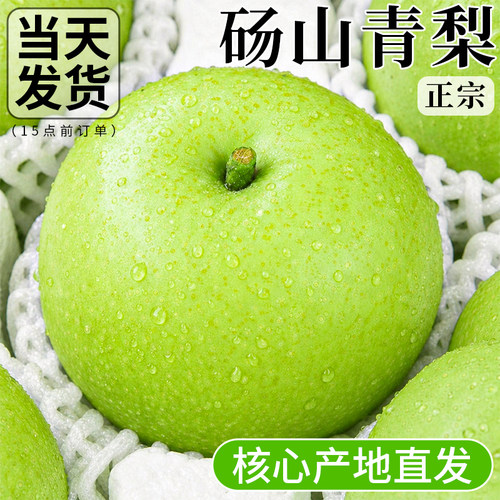 正宗砀山青梨现货产地直发