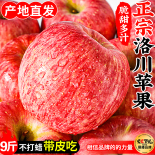 包邮 正宗洛川苹果新鲜水果陕西产地直发当季 红富士新果冰糖心9斤