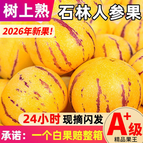 26年鲜果新茬石林人参果