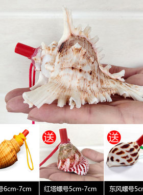 天然海螺号贝壳工艺品儿童玩具