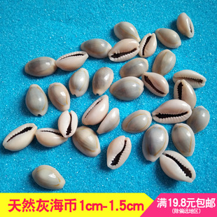 天然贝壳海螺灰海币宝螺幼儿园手工工艺品材料2cm左右小海螺贝壳