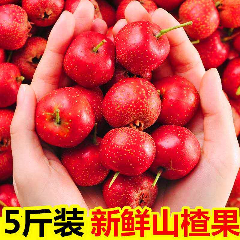 新鲜山楂果特级山楂鲜果鲜山楂大金星山楂干现摘现发冰糖葫芦专用