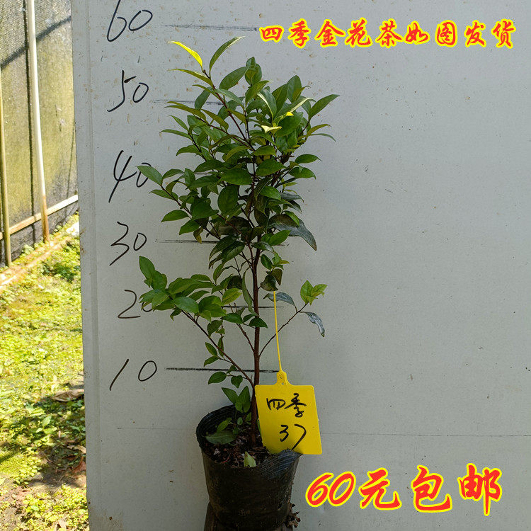 直播间一物一拍金花茶四季金茶花桌面绿植