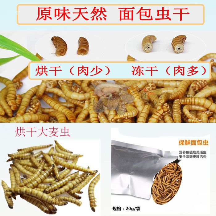 迷你零食饲料睡鼠面包虫干