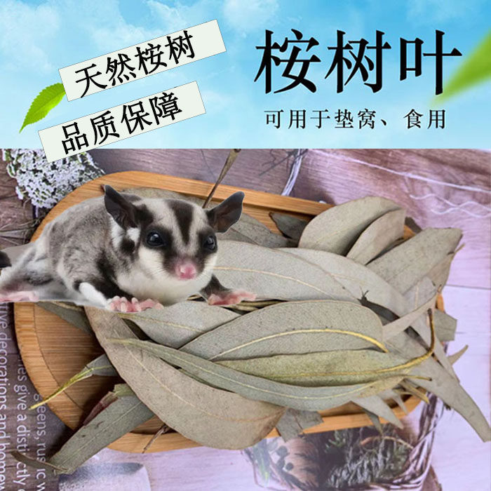 蜜袋鼯桉树叶除臭抑菌祛味垫材烘干叶天然洁齿磨牙桉树果可当零食