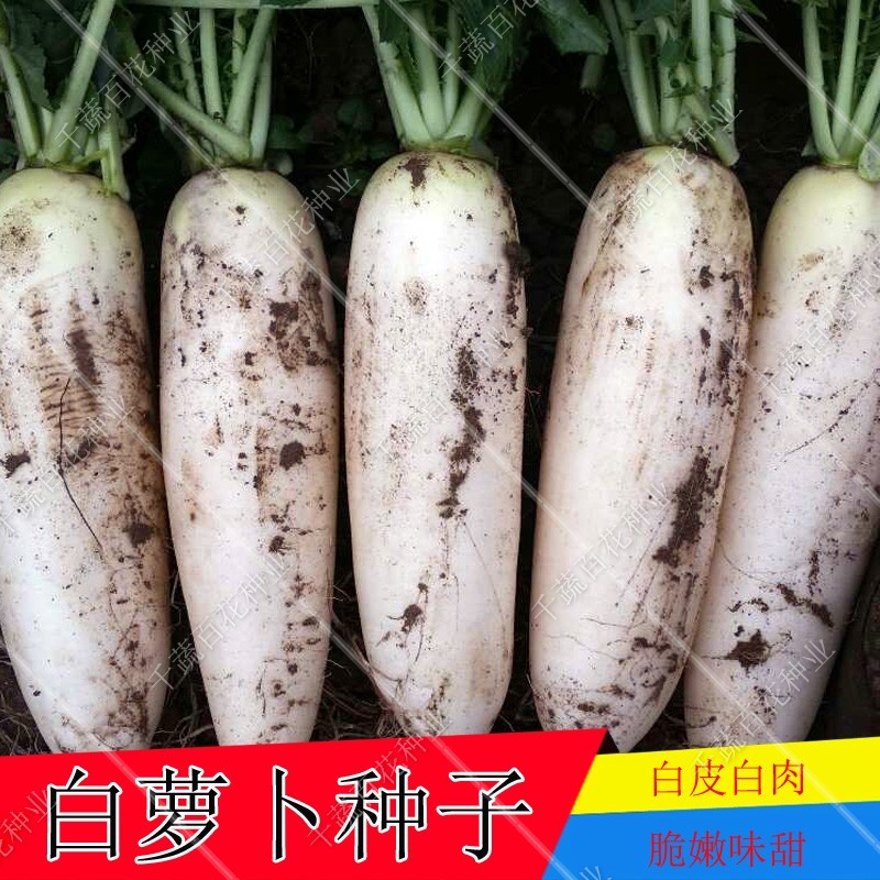 ǧÊß°Ù»¨Êß²ËÖÖ×Ó ´ó°×Âܲ·ÖÖ×ÓË®¹ûÂܲ·¿É×öÅݲ˴àÌð¿É¿Ú °üÓÊ