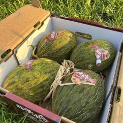 黑金蜜斗牛小瓜大漠冰淇淋蜜瓜伽师瓜冰爽滑甜心清喉蜜瓜品牌不限