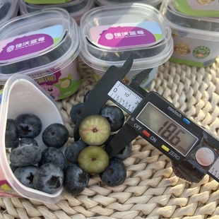 佳沃蓝莓小懒杯云南蓝莓L25号品种脆甜高海拔带花香礼盒装 顺丰快